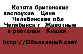 Котята британские веслоухие › Цена ­ 1 500 - Челябинская обл., Челябинск г. Животные и растения » Кошки   